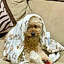 animal, beige, blanket, comfort, couch, cozy, curly_hair, cute, dog, fur, fur_texture, home, indoor, pet, plush_toy, relaxed, sitting, small_dog, snuggled, toy