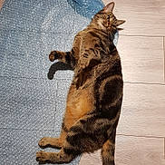 Poupette a rejoint le concours — aidez-le/la à gagner de superbes lots ! animal, bubble_wrap, cat, curious, domestic_cat, ears, feline, flooring, fur, indoor, lying_down, paws, pet, playful, relaxed, striped, tabby_cat, tail, whiskers, wooden_floor