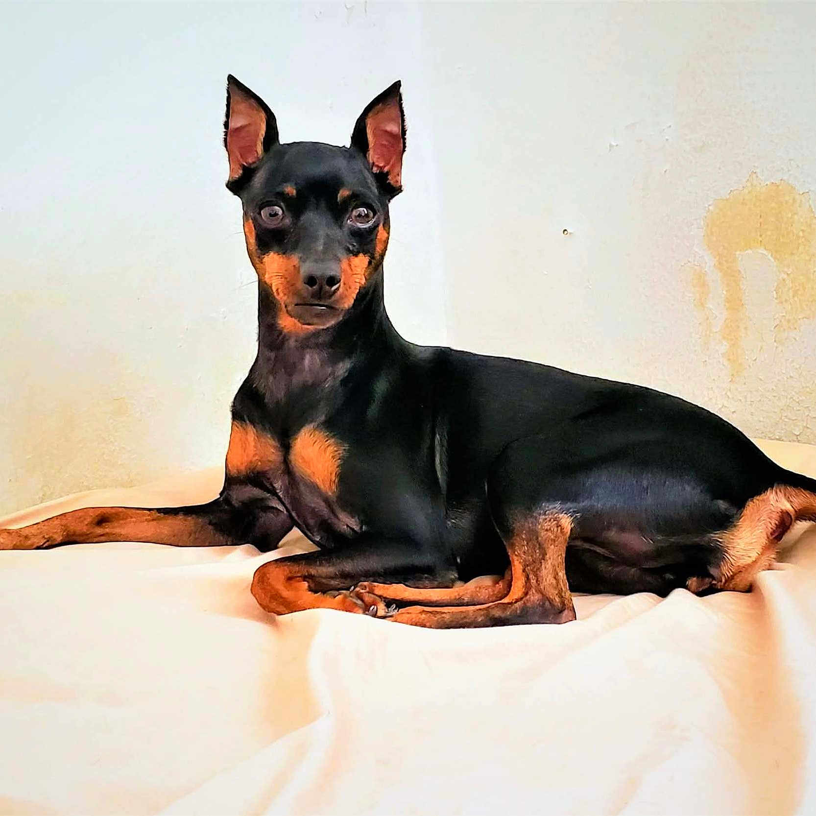 Roxy is registered to the contest to win money with this photo: alert, animal, bed, black, canine, companion, cute, dog, domestic_animal, ears_up, fur, indoors, looking_at_camera, lying_down, pet, resting, room, short_hair, tan, wall