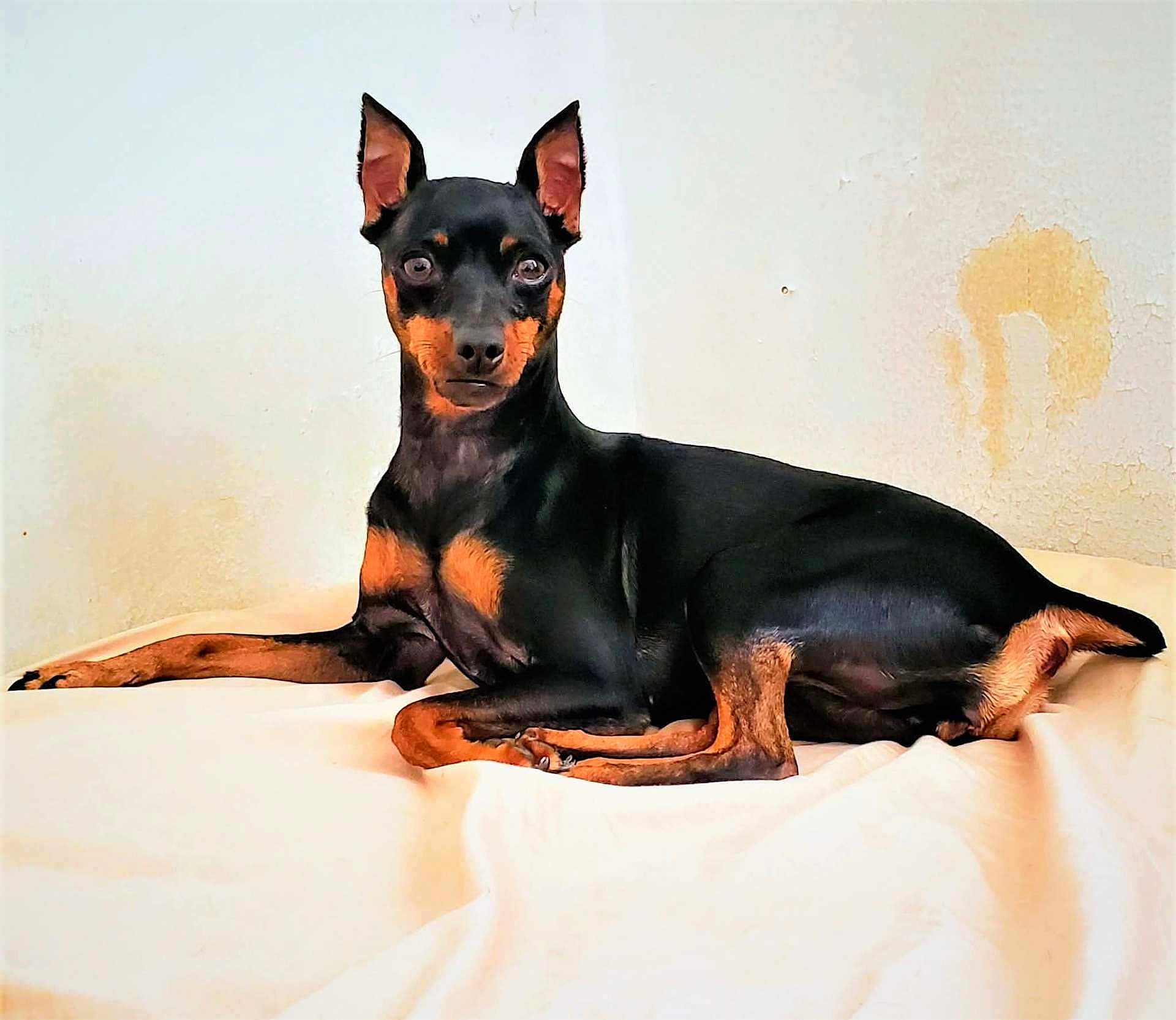 Roxy is registered to the contest to win money with this photo: dog, pet, black, tan, lying_down, indoors, animal, canine, ears_up, alert, bed, resting, short_hair, domestic_animal, room, wall, fur, looking_at_camera, companion, cute