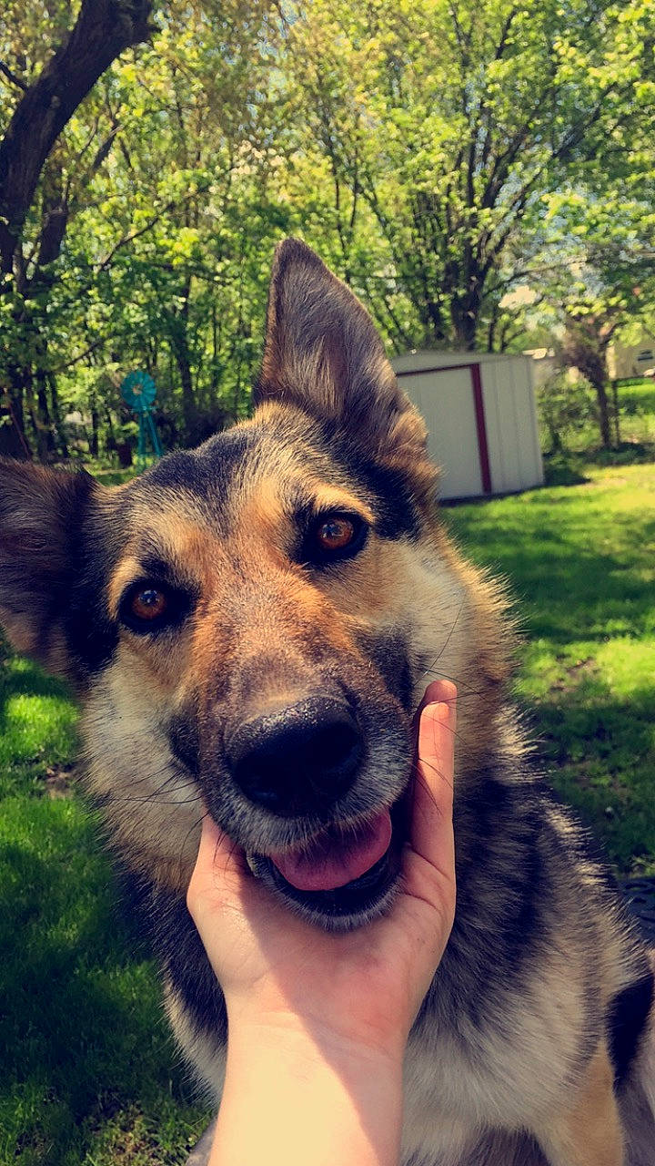 Sheba is registered to the contest to win money with this photo: canidae, carnivore, czechoslovakian_wolfdog, dog, dog_breed, east_european_shepherd, eye, german_shepherd_dog, king_shepherd, kunming_wolfdog, mammal, native_american_indian_dog, norwegian_elkhound, nose, old_german_shepherd_dog, saarloos_wolfdog, shiloh_shepherd_dog, snout, vertebrate, wolfdog