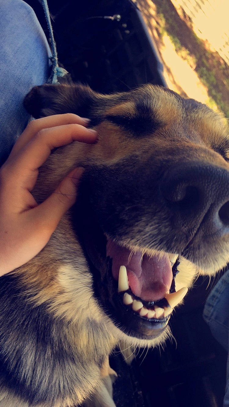 Sheba is registered to the contest to win money with this photo: canidae, carnivore, dog, dog_breed, ear, eye, head, jaw, nose, photography, puppy_love, selfie, smile, snout, sporting_group, tooth, whiskers