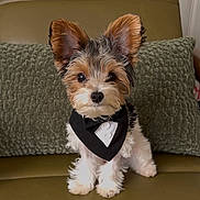 Dexter joined the competition — help win amazing prizes! dog, puppy, tuxedo, bandana, green_couch, cushion, pet, small_dog, fur, ears, cute, indoors, portrait, sitting, looking_at_camera, animal, companion, fluffy, adorable, home