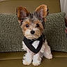 dog, puppy, tuxedo, bandana, green_couch, cushion, pet, small_dog, fur, ears, cute, indoors, portrait, sitting, looking_at_camera, animal, companion, fluffy, adorable, home