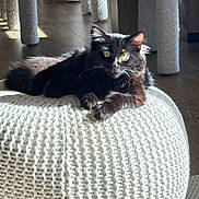 Zonik is registered to the contest to win money with this photo: black_cat, cat, indoor, knitted_pouf, sunlight, cozy, furniture_legs, floor, pet, animal, relaxed, texture, whiskers, portrait, home_interior, shadow, light, cute, resting, feline