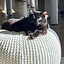 black_cat, cat, indoor, knitted_pouf, sunlight, cozy, furniture_legs, floor, pet, animal, relaxed, texture, whiskers, portrait, home_interior, shadow, light, cute, resting, feline