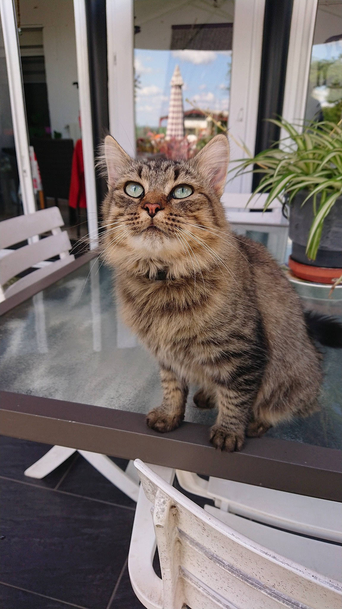 Tigrou participe au concours pour gagner de l'argent avec cette photo : aegean_cat, asian, british_semi_longhair, carnivore, cat, domestic_short_haired_cat, dragon_li, european_shorthair, felidae, kitten, maine_coon, mammal, pixie_bob, siberian, small_to_medium_sized_cats, tabby_cat, vertebrate, whiskers, wild_cat, window