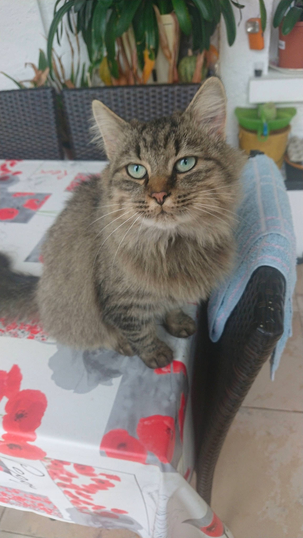 Tigrou a rejoint le concours — aidez-le/la à gagner de superbes lots ! asian, asian_semi_longhair, british_semi_longhair, carnivore, cat, domestic_long_haired_cat, domestic_short_haired_cat, european_shorthair, felidae, kitten, maine_coon, mammal, norwegian_forest_cat, pixie_bob, siberian, small_to_medium_sized_cats, tabby_cat, vertebrate, whiskers, wild_cat