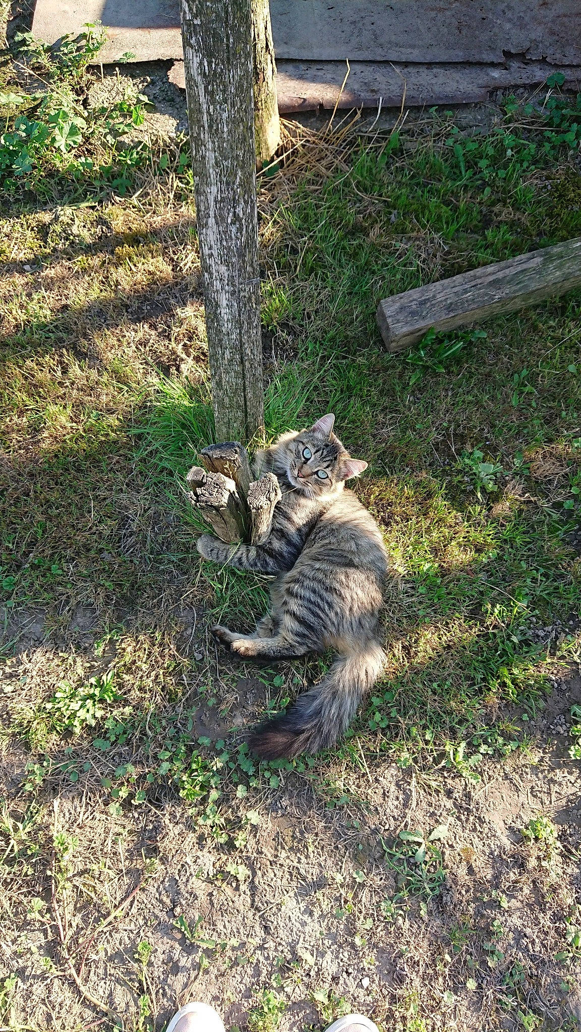 Tigrou a rejoint le concours — aidez-le/la à gagner de superbes lots ! carnivore, cat, domestic_short_haired_cat, dragon_li, egyptian_mau, european_shorthair, felidae, grass, ocicat, pixie_bob, plant, small_to_medium_sized_cats, tabby_cat, tail, tree, whiskers, wild_cat