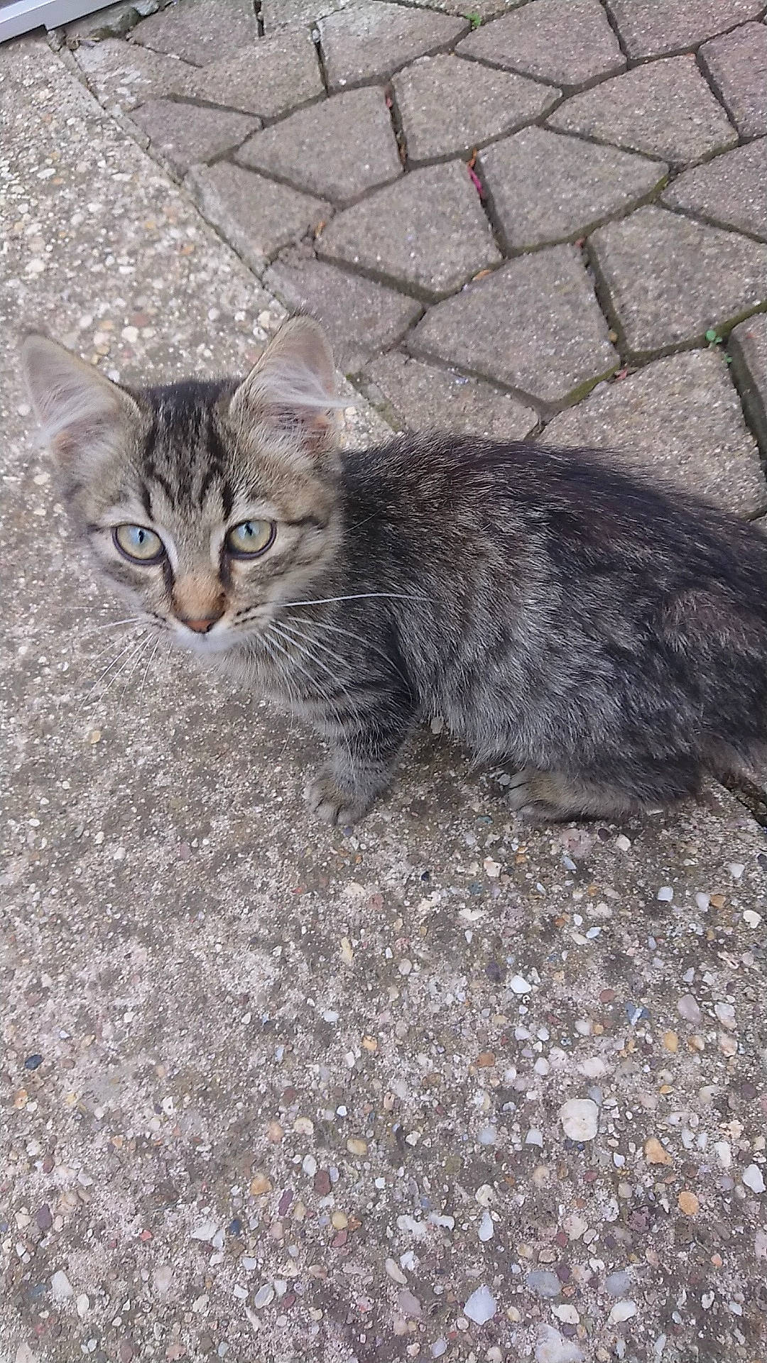 Tigrou a rejoint le concours — aidez-le/la à gagner de superbes lots ! aegean_cat, asian, carnivore, cat, domestic_long_haired_cat, domestic_short_haired_cat, dragon_li, european_shorthair, felidae, kitten, maine_coon, mammal, norwegian_forest_cat, siberian, small_to_medium_sized_cats, tabby_cat, tail, vertebrate, whiskers, wild_cat