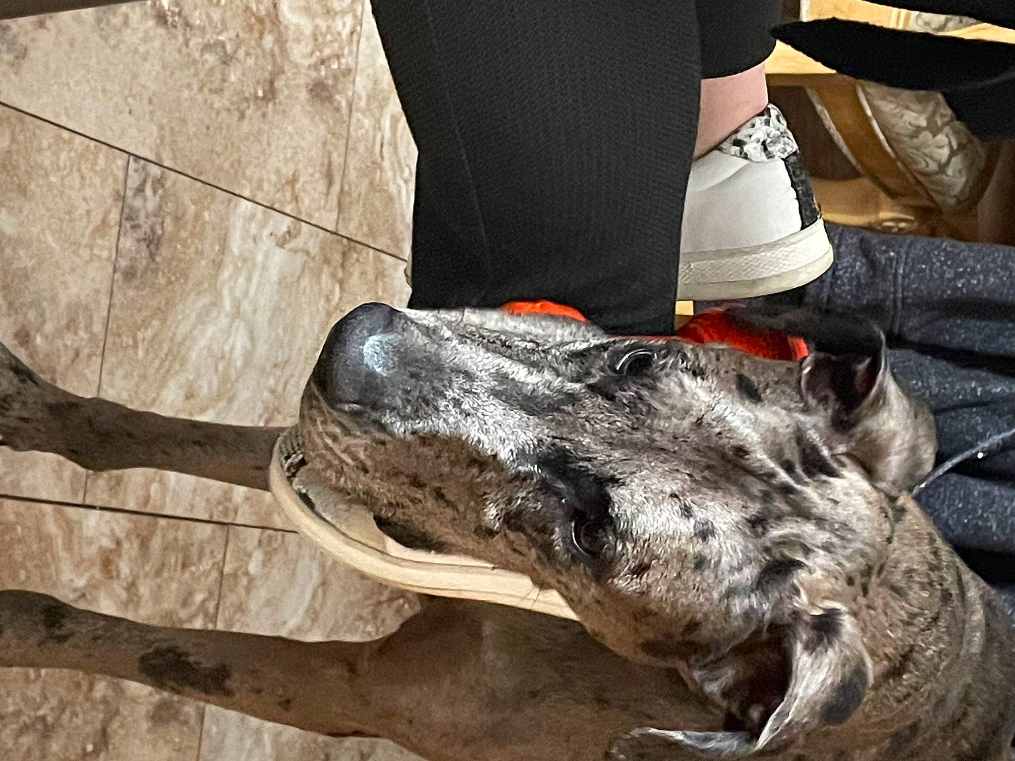 Miller joined the competition — help win amazing prizes! automotive_tire, bicycle_tire, canidae, carnivore, claw, dog, dog_breed, foot, guard_dog, human_leg, jaw, metal, snout, soil, sporting_group, terrestrial_animal, trunk, wildlife, wood, working_animal