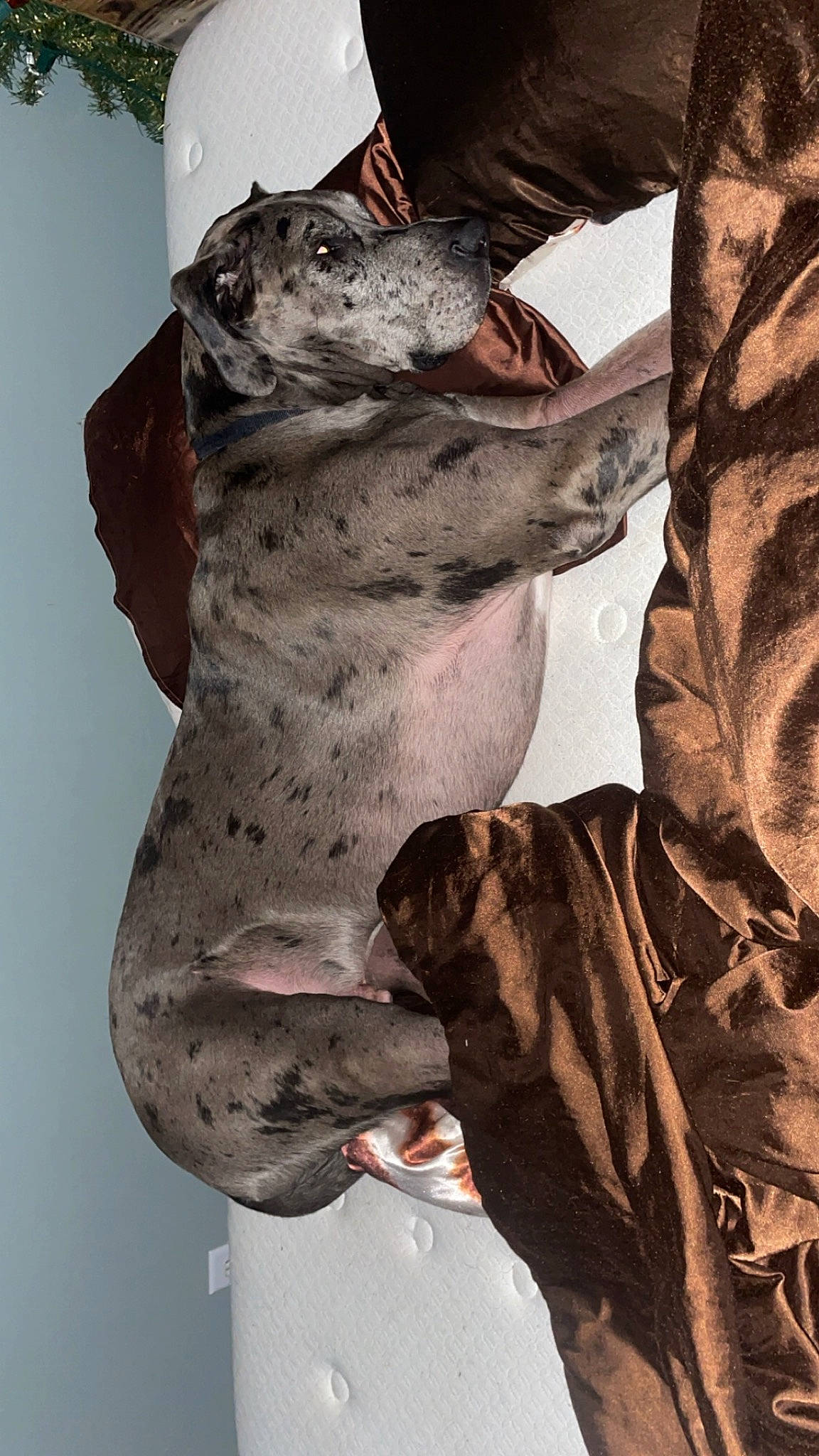 Miller joined the competition — help win amazing prizes! canidae, carnivore, dog, dog_breed, fish, gesture, guard_dog, jaw, military_camouflage, non_sporting_group, sporting_group, whiskers, working_animal