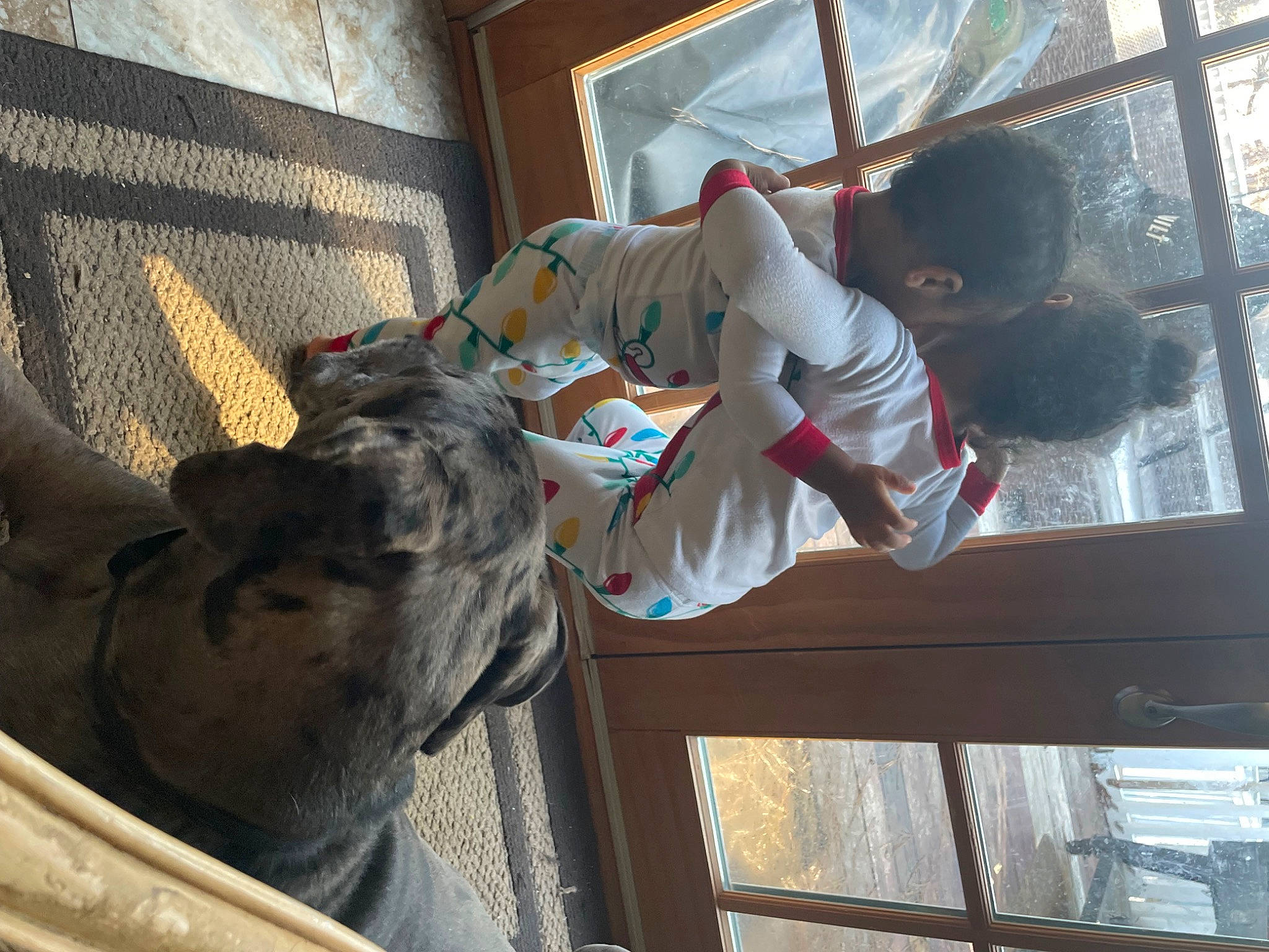 Miller joined the competition — help win amazing prizes! comfort, companion_dog, dog, fun, fur, hat, working_animal