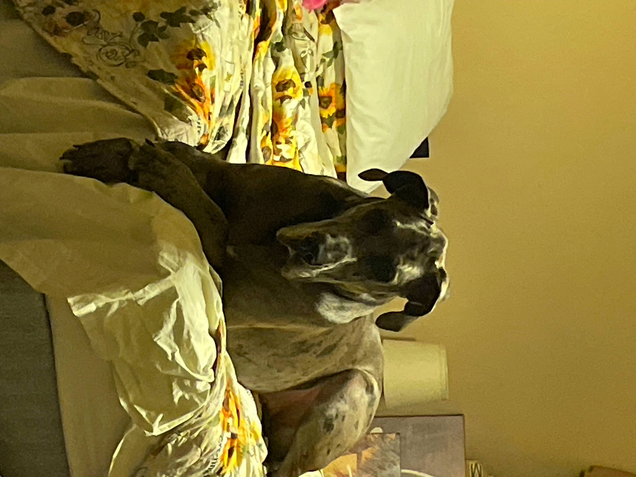 Miller is registered to the contest to win money with this photo: art, bronze, dog, flower, linens, metal, monument, plant, room, sculpture, shadow, statue, still_life_photography, tints_and_shades, visual_arts, window, wood