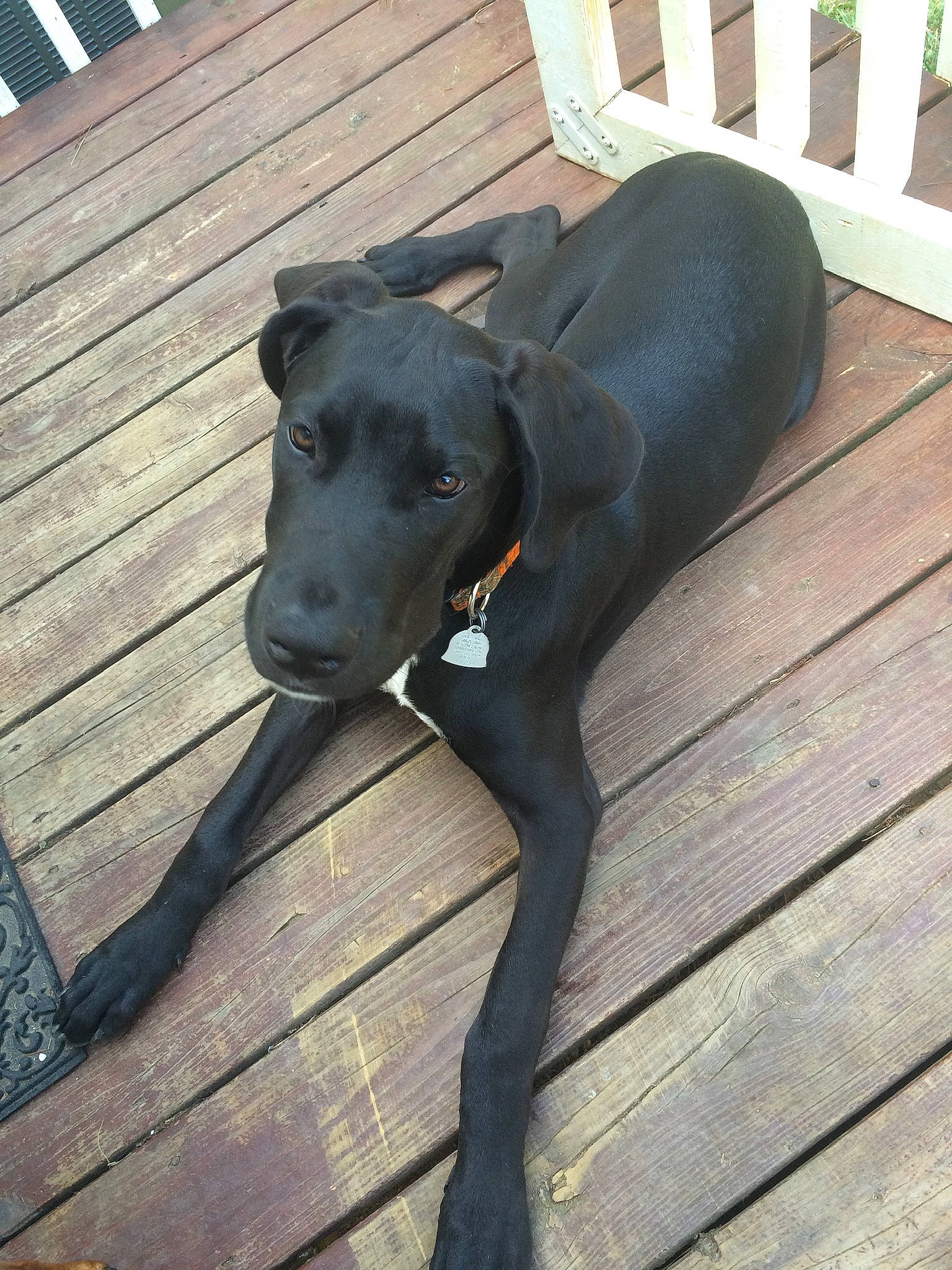 Cash joined the competition — help win amazing prizes! borador, canidae, carnivore, collar, companion_dog, dog, dog_breed, dog_collar, dog_supply, fawn, guard_dog, gun_dog, hardwood, pet_supply, plank, snout, tail, wood, wood_stain, working_animal