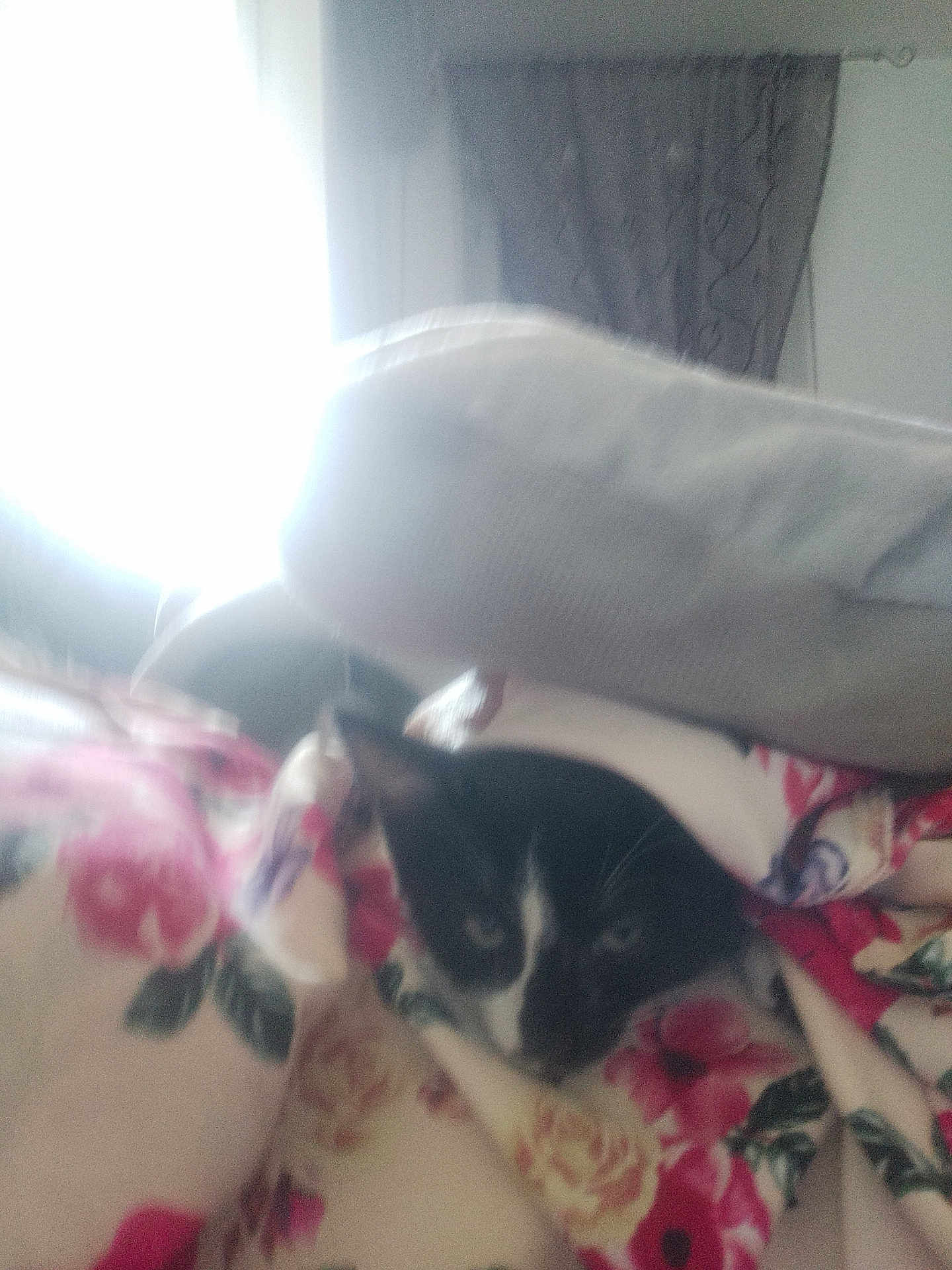 Leya participe au concours pour gagner de l'argent avec cette photo : cat, black_and_white_cat, blanket, floral_pattern, curtain, window, indoor, cozy, pet, animal, resting, feline, soft_light, fabric, comfort, home, sleepy, closeup, blurred, nap