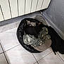 dog, pet_bed, blanket, tile_floor, radiator, corner, indoor, resting, small_dog, black_dog, cozy, home, wall, floor, furniture, sleeping, domestic, animal, blanket_pattern, quiet