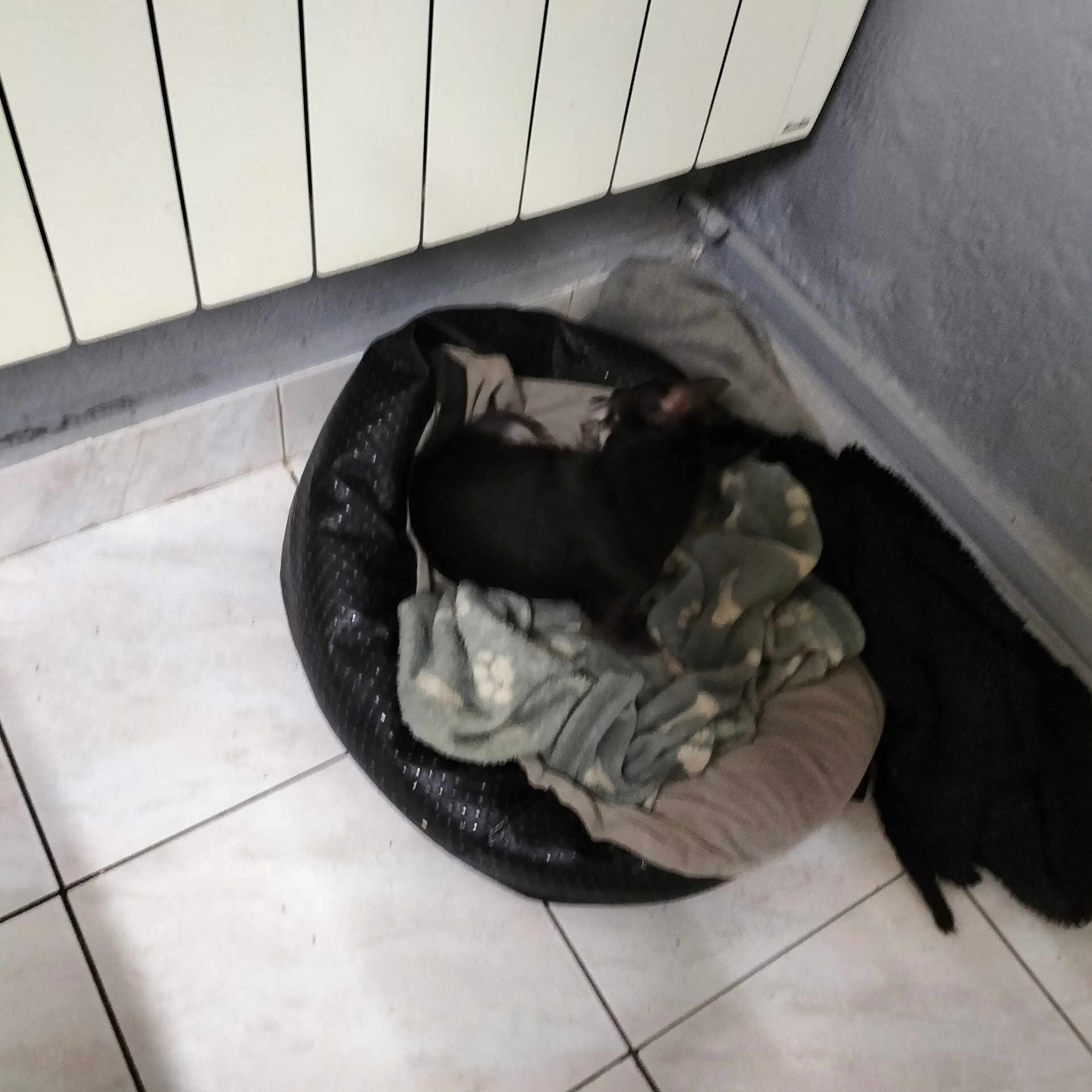 Willy participe au concours pour gagner de l'argent avec cette photo : dog, pet_bed, blanket, tile_floor, radiator, corner, indoor, resting, small_dog, black_dog, cozy, home, wall, floor, furniture, sleeping, domestic, animal, blanket_pattern, quiet