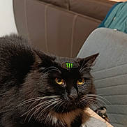 Bianca a rejoint le concours — aidez-le/la à gagner de superbes lots ! cat, black_cat, tuxedo_cat, pet, animal, whiskers, golden_eyes, sitting, indoors, bedroom, blanket, bedding, cushion, furniture, portrait, close_up, black_fur, white_paws, green_logo, cozy