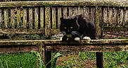 Bianca participe au concours pour gagner de l'argent avec cette photo : cat, black_and_white_cat, fluffy, furry, animal, pet, outdoor, garden, woodland, nature, greenery, grass, ferns, brambles, wooden_bench, moss, rustic, crouching, staring, portrait