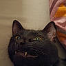 Vodka a rejoint le concours — aidez-le/la à gagner de superbes lots ! cat, black_cat, feline, pet, animal, portrait, close_up, yellow_eyes, green_eyes, fangs, teeth, whiskers, ears, collar, indoor, bedroom, bedding, patterned_fabric, dark_fur, looking_up