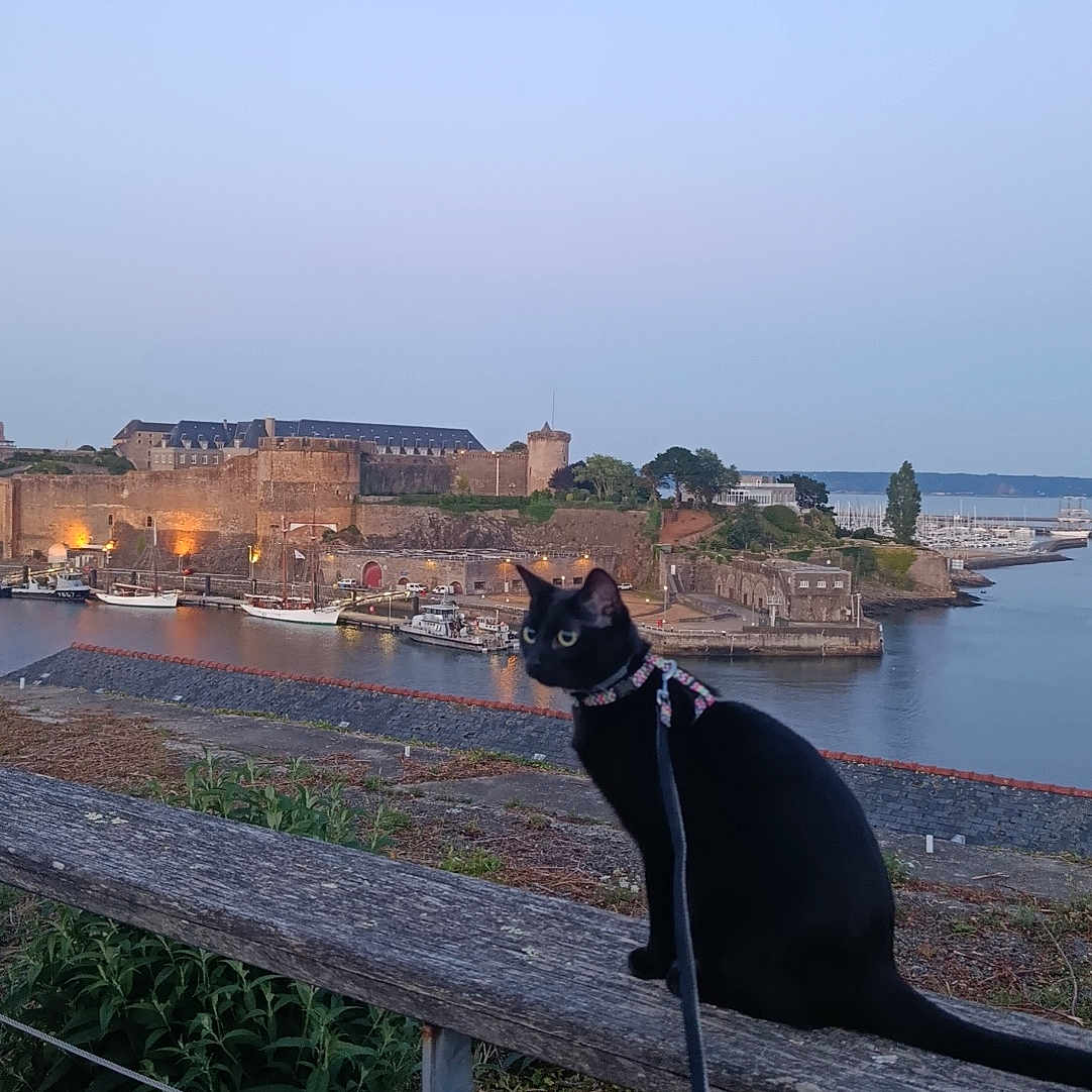 Vodka a rejoint le concours — aidez-le/la à gagner de superbes lots ! cat, black_cat, pet, leash, harness, sitting, fence, wood, harbor, water, boats, fortress, castle, historic_building, coastline, landscape, outdoor, scenic_view, evening, travel