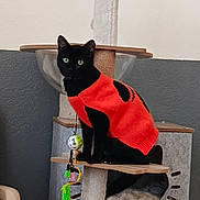Vodka participe au concours pour gagner de l'argent avec cette photo : cat, black_cat, red_sweater, pet, feline, green_eyes, sitting, cat_tree, scratching_post, indoor, home, portrait, animal, toy, playful, fashion, clothing, fur, whiskers, vertical_photo