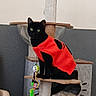 cat, black_cat, red_sweater, pet, feline, green_eyes, sitting, cat_tree, scratching_post, indoor, home, portrait, animal, toy, playful, fashion, clothing, fur, whiskers, vertical_photo
