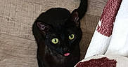 Vodka a rejoint le concours — aidez-le/la à gagner de superbes lots ! black_cat, cat, green_eyes, tongue_out, pet, animal, sitting, floor, wood_floor, blanket, red_and_white, pink_notebook, indoor, home, portrait, looking_up, tail, whiskers, cute, playful