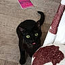 black_cat, cat, green_eyes, tongue_out, pet, animal, sitting, floor, wood_floor, blanket, red_and_white, pink_notebook, indoor, home, portrait, looking_up, tail, whiskers, cute, playful