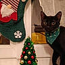 Vodka a rejoint le concours — aidez-le/la à gagner de superbes lots ! cat, black_cat, pet, animal, face, eyes, ears, whiskers, standing, christmas, christmas_tree, holiday, stocking, snowflake, ornaments, festive, indoors, window, curtain, decoration