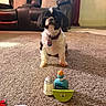 dog, carpet, toy, living_room, couch, pillow, pet, indoor, brown, white, black, floor, furniture, cute, collar, small_dog, playful, animal, home, relaxation