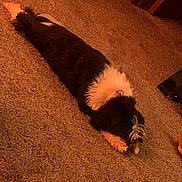 Luna joined the competition — help win amazing prizes! dog, black_and_white, carpet, indoor, pet, relaxed, lying_down, fur, cozy, warm_lighting, animal, domestic, floor, resting, cute, companion, household, fur_pattern, mammal, quiet