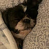 dog, sleeping, blanket, pillow, cozy, resting, pet, indoors, cute, fur, snuggled, small_dog, face, relaxing, comfort, bed, cute_pet, domestic_animal, companion, animal