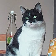 Gaufrette a rejoint le concours — aidez-le/la à gagner de superbes lots ! aegean_cat, american_wirehair, carnivoran, cat, cat_like_mammal, domestic_short_haired_cat, european_shorthair, japanese_bobtail, small_to_medium_sized_cats, snowshoe, tail, whiskers