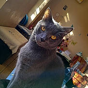 Guizmo participe au concours pour gagner de l&#x27;argent avec cette photo : cat, gray_cat, amber_eyes, indoor, sunlight, window, tilted_head, curious, feline, pet, cozy_room, decorations, furniture, table, bottle, chair, floor_tiles, relaxed, portrait, whiskers