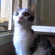 Grizou participe au concours pour gagner de l'argent avec cette photo : aegean_cat, cat, cat_like_mammal, domestic_short_haired_cat, eye, fauna, fur, javanese, kitten, small_to_medium_sized_cats, snout, whiskers