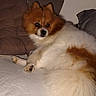 Bonnie participe au concours pour gagner de l'argent avec cette photo : dog, pomeranian, pet, fluffy, bed, cushion, indoor, animal, cute, brown, white, fur, resting, looking_back, cozy, small_dog, companion, domestic, relaxed, portrait