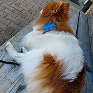 Bonnie participe au concours pour gagner de l'argent avec cette photo : dog, fluffy, brown_and_white, bench, outdoor, flower_accessory, wooden_bench, pavement, relaxed, pet, animal, fur, resting, leash, calm, daytime, side_view, quiet, companion, domestic_animal