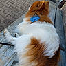 dog, fluffy, brown_and_white, bench, outdoor, flower_accessory, wooden_bench, pavement, relaxed, pet, animal, fur, resting, leash, calm, daytime, side_view, quiet, companion, domestic_animal
