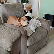 Bluey participe au concours pour gagner de l'argent avec cette photo : armchair, blanket, bottle, can, cozy, curious, decor, dog, doorway, floor, furniture, gray_furniture, home, indoor, living_room, pet, plant, relaxed, two_dogs, wall