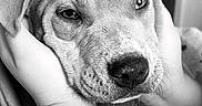 Bluey a rejoint le concours — aidez-le/la à gagner de superbes lots ! animal, black_and_white, calm, close_up, comfort, companion, cozy, cute, dog, domestic_animal, expression, face, fur, hands, indoor, love, pet, portrait, resting, snout
