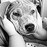 animal, black_and_white, calm, close_up, comfort, companion, cozy, cute, dog, domestic_animal, expression, face, fur, hands, indoor, love, pet, portrait, resting, snout