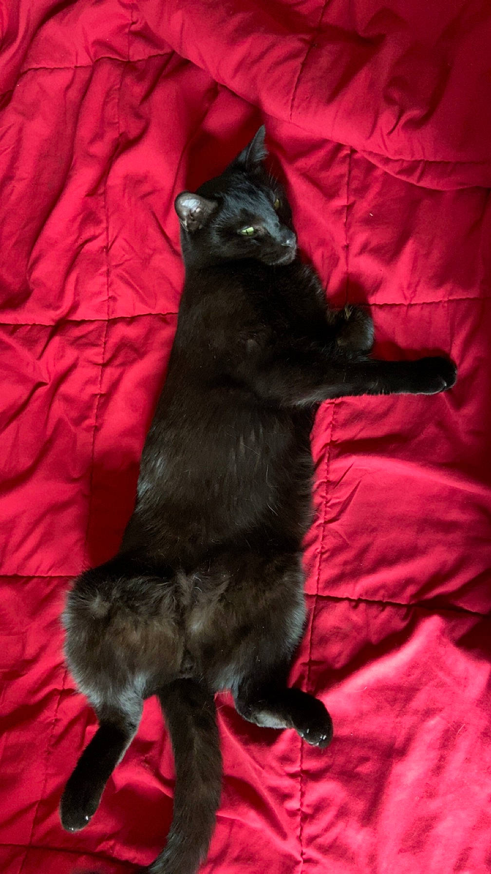 Jynx is registered to the contest to win money with this photo: black_cat, bombay, carmine, carnivore, cat, claw, comfort, dog_breed, domestic_short_haired_cat, felidae, fur, linens, magenta, paw, small_to_medium_sized_cats, tail, terrestrial_animal, whiskers