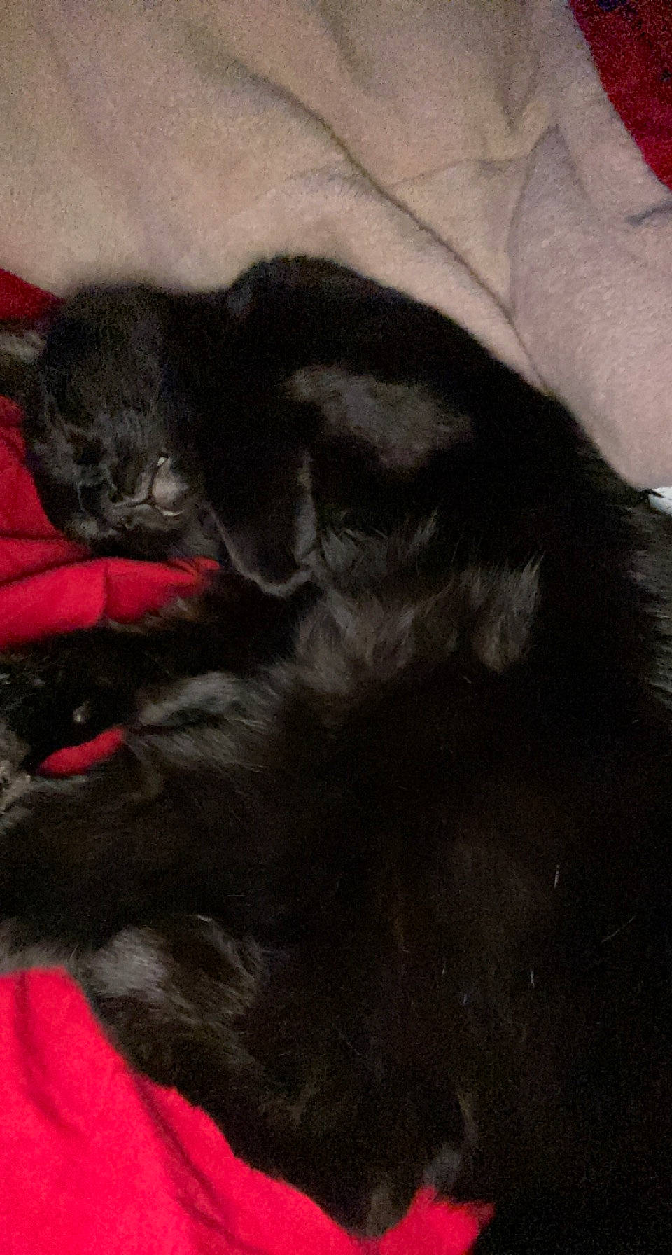 Jynx is registered to the contest to win money with this photo: black_cat, carnivore, cat, claw, comfort, dog_breed, domestic_short_haired_cat, ear, felidae, fur, grey, nap, paw, small_to_medium_sized_cats, snout, tail, terrestrial_animal, whiskers