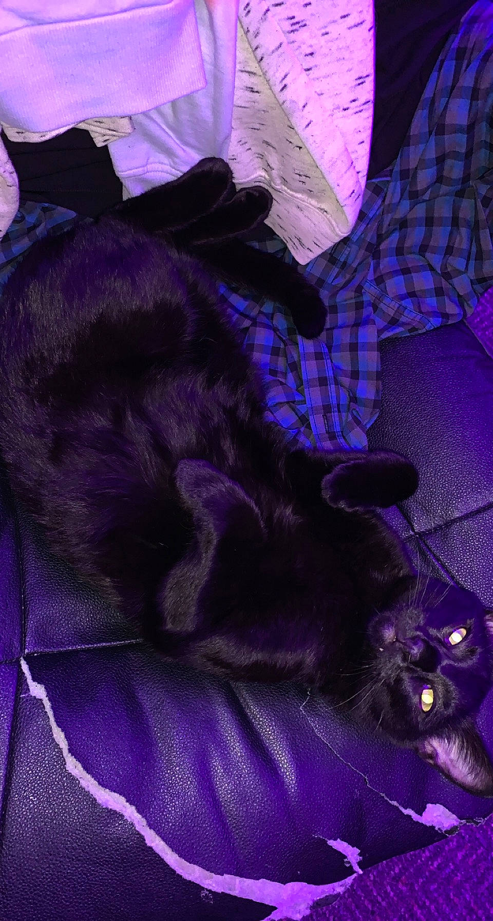 Jynx is registered to the contest to win money with this photo: canidae, carnivore, comfort, companion_dog, dog, dog_breed, electric_blue, felidae, fur, guard_dog, magenta, pattern, pink, plant, purple, small_to_medium_sized_cats, sporting_group, tail, violet, whiskers