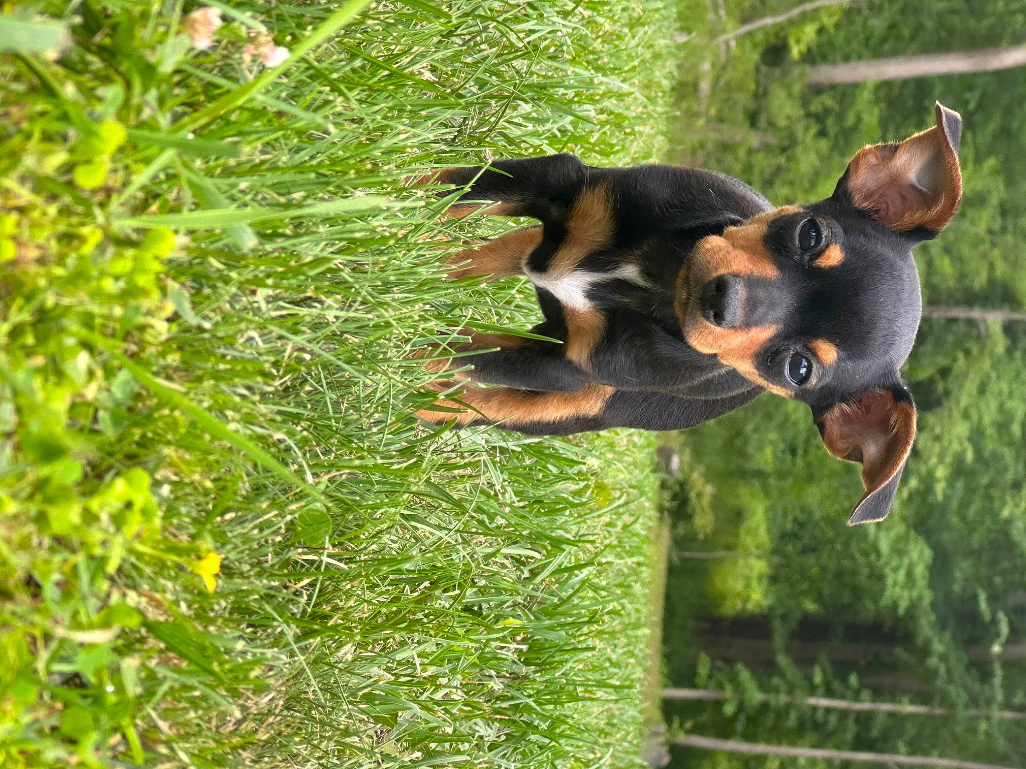 Peanut is registered to the contest to win money with this photo: botany, canidae, carnivore, companion_dog, dog, dog_breed, fawn, grass, groundcover, guard_dog, plant, snout, sporting_group, tail, terrestrial_animal, terrestrial_plant, tree, vegetation, wildlife, working_animal