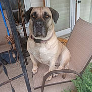 Isabelle joined the competition — help win amazing prizes! dog, pet, animal, chair, porch, outdoor, furniture, greenery, garden, domestic, canine, brown, sitting, collar, calm, looking, eyes, face, backdrop, house