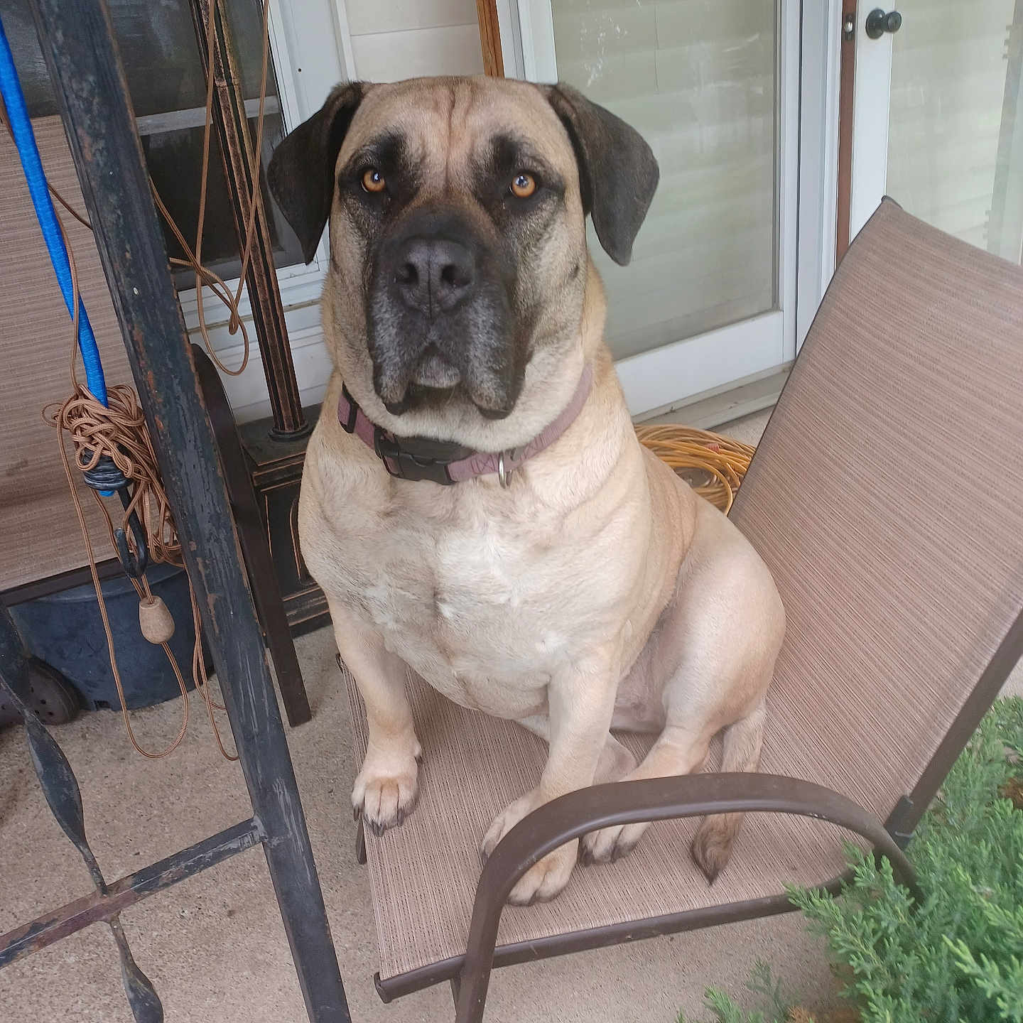 Isabelle joined the competition — help win amazing prizes! dog, pet, animal, chair, porch, outdoor, furniture, greenery, garden, domestic, canine, brown, sitting, collar, calm, looking, eyes, face, backdrop, house