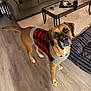 dog, pet, indoor, sweater, red_and_black_checkered, wooden_floor, sofa, coffee_table, rug, living_room, brown_dog, looking_up, cozy, furniture, home, domestic_animal, flooring, canine, cute, animal_clothing